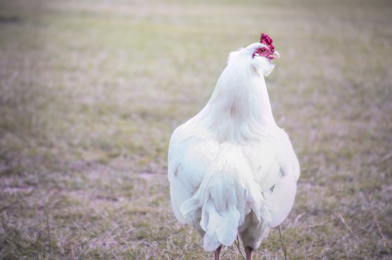 rooster farm chicken free photo