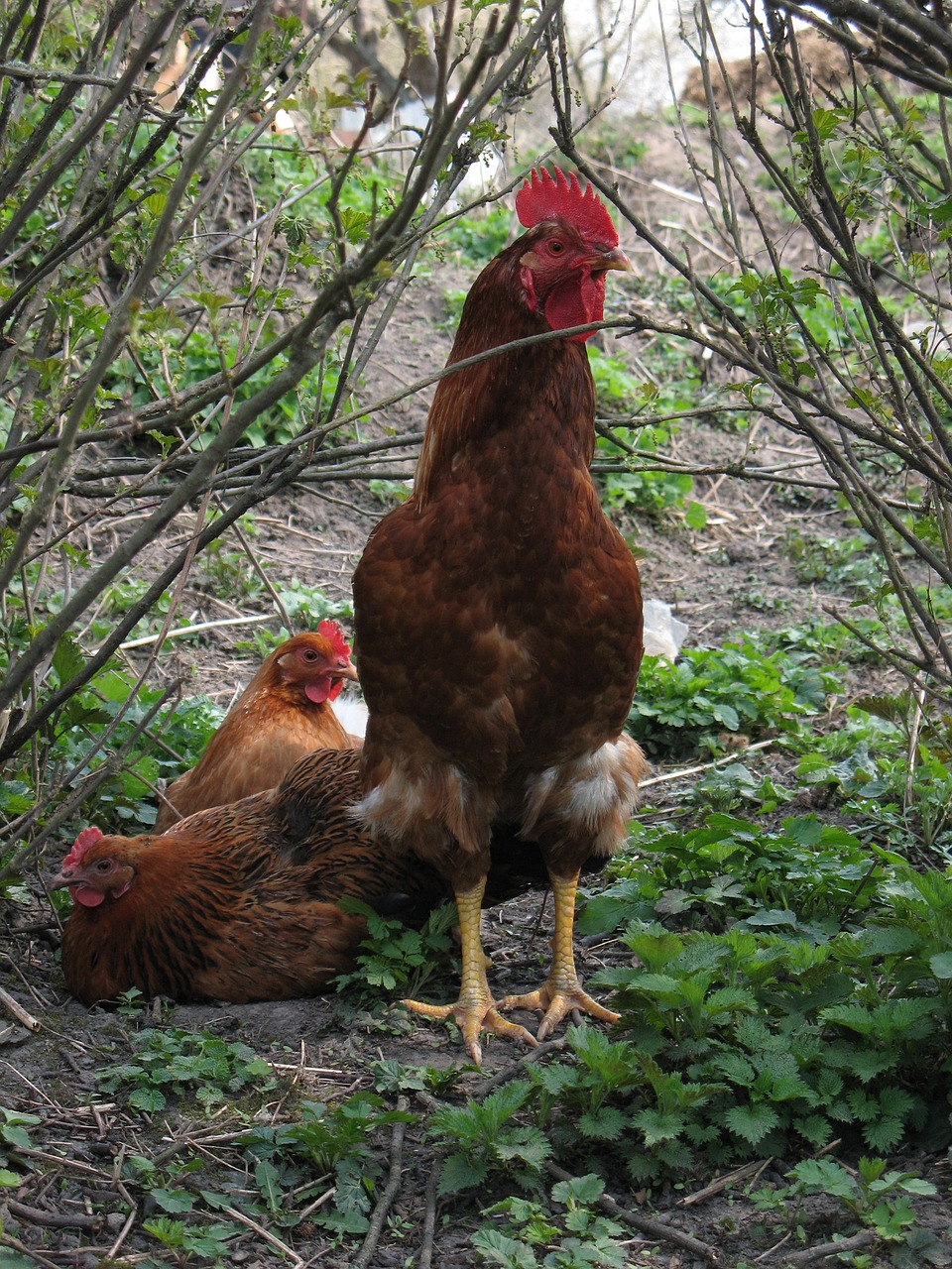 rooster  chicken  birds free photo