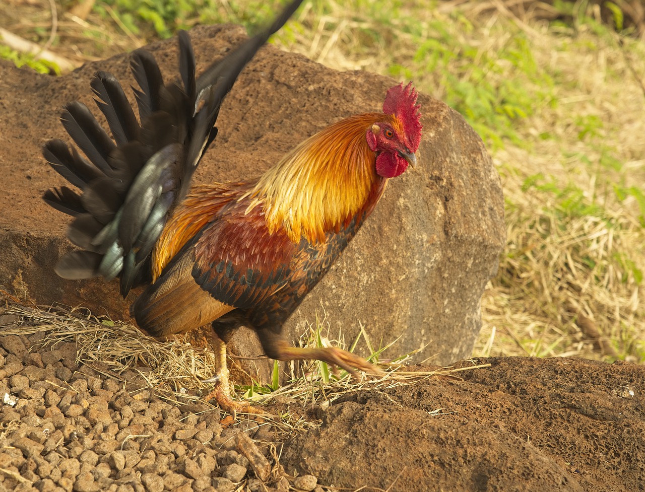 rooster  chicken  moa free photo