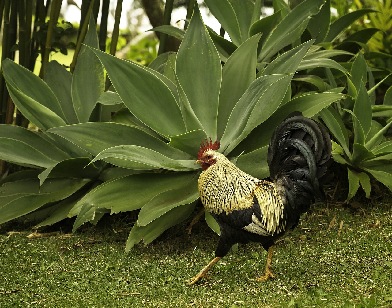 rooster  bird  feral animal free photo