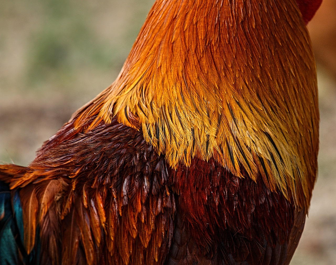 rooster feathers cockerel free photo