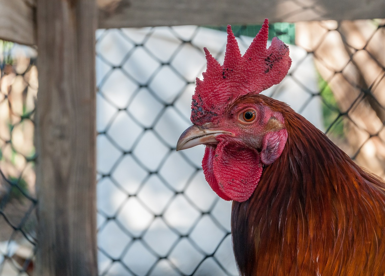 rooster poultry farm free photo