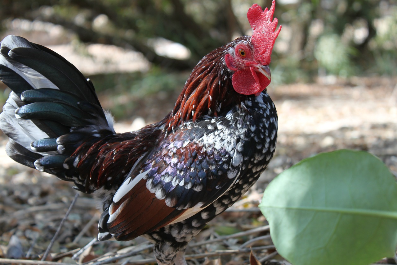 rooster red chicken free photo