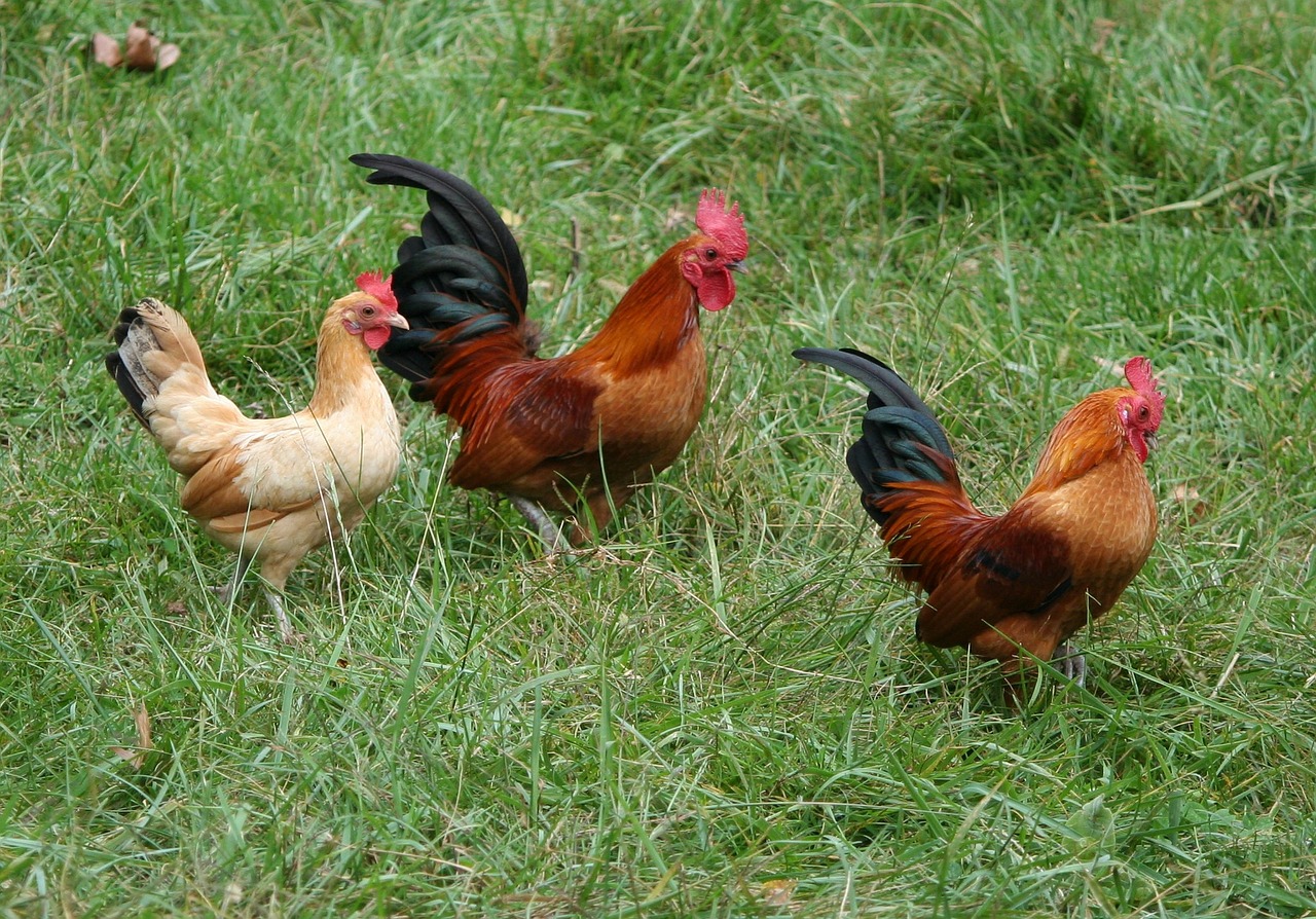 rooster chickens hens free photo