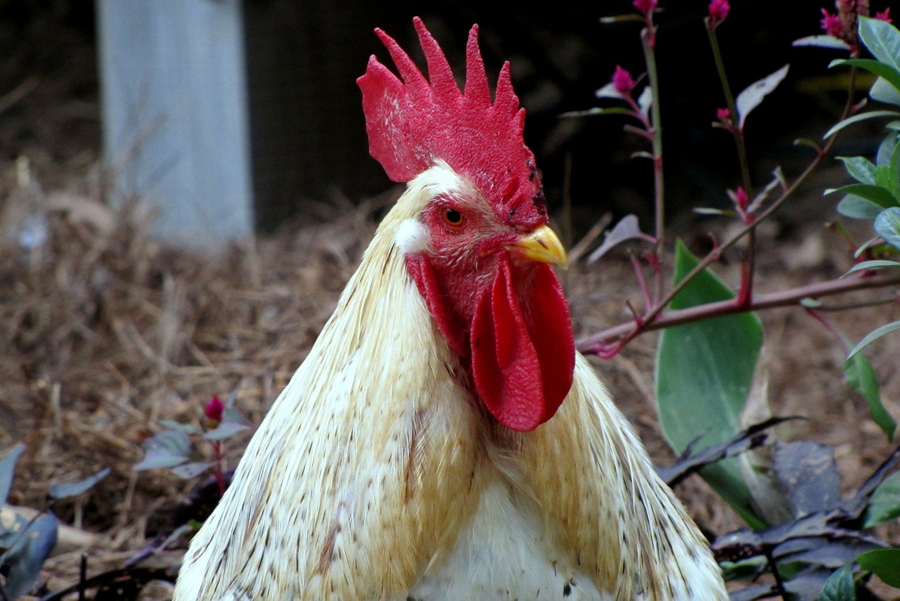 rooster head poultry free photo