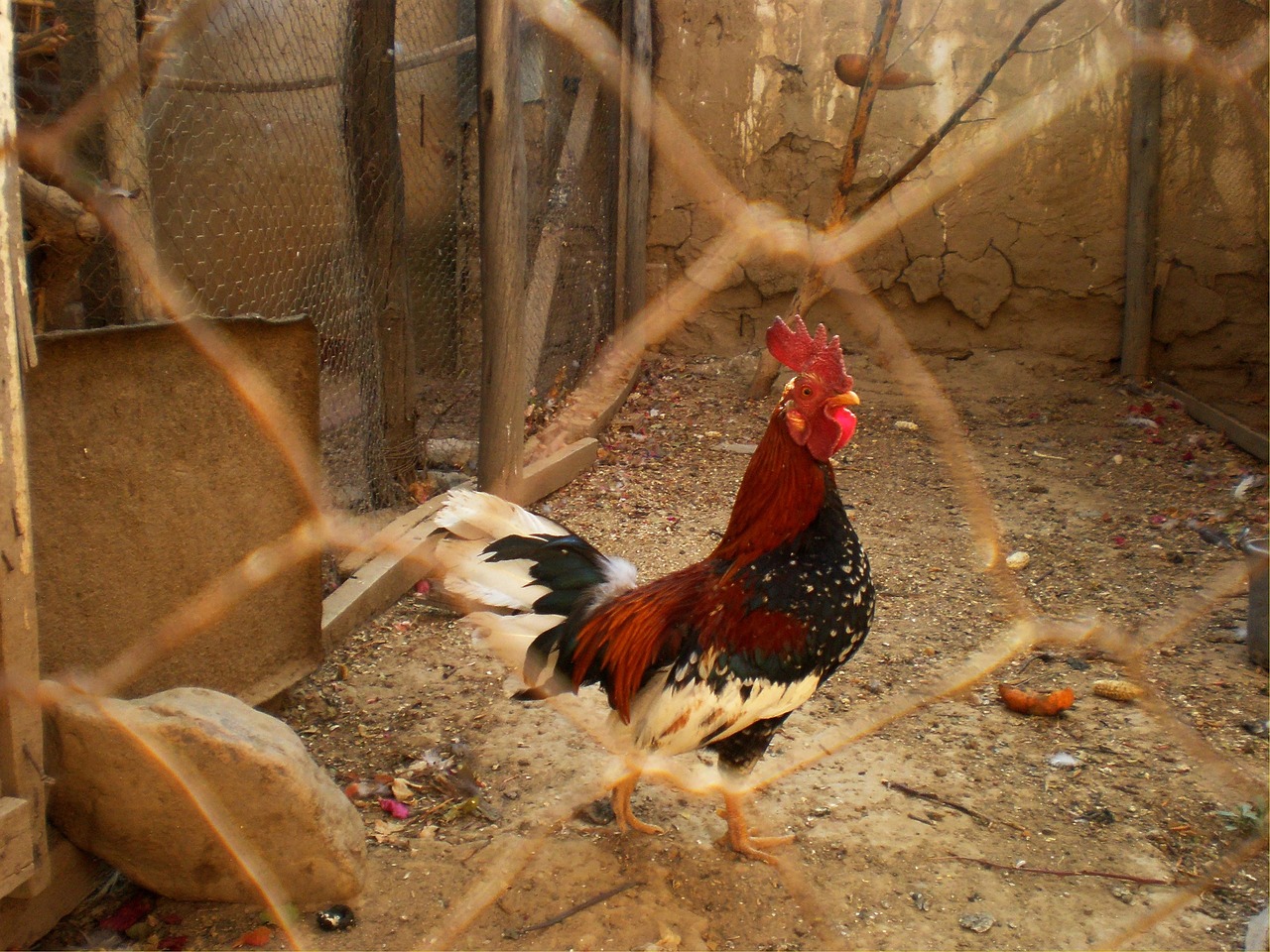 rooster cage poultry free photo
