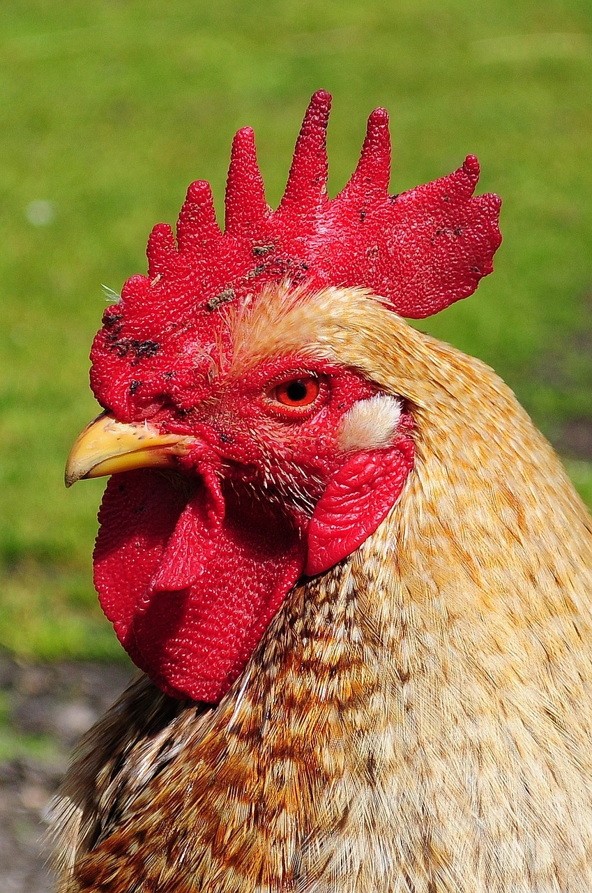 rooster cock animal free photo