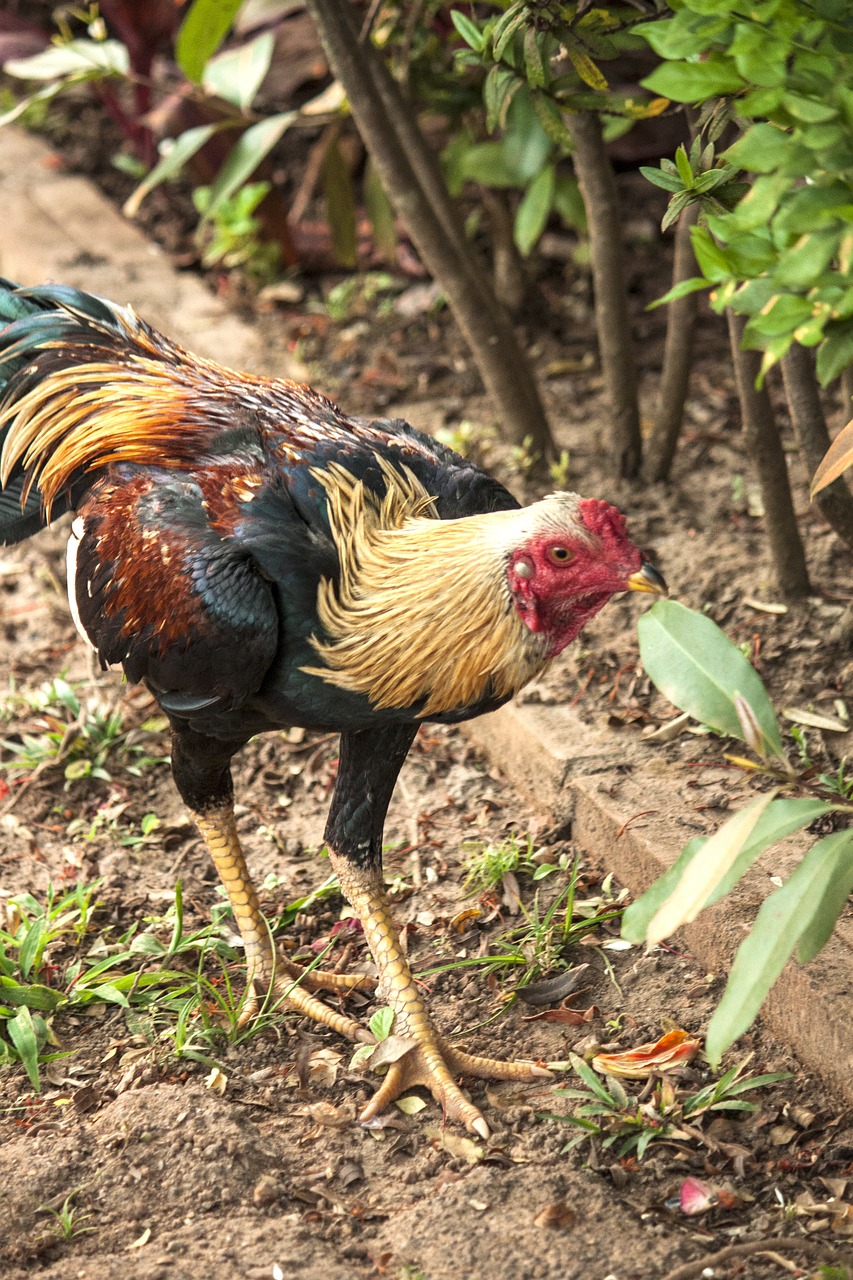 rooster chicken poultry free photo