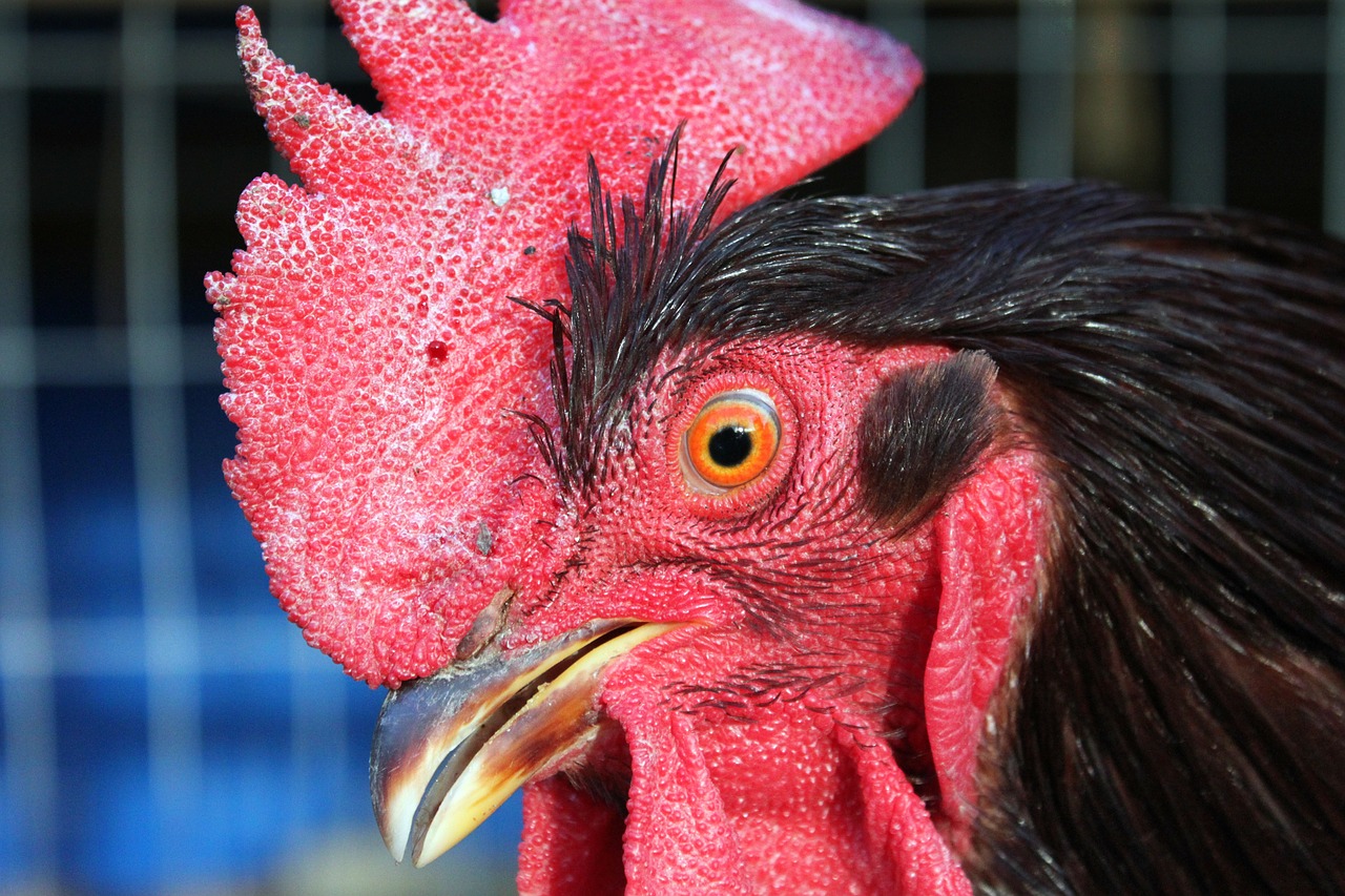 rooster bird animal free photo