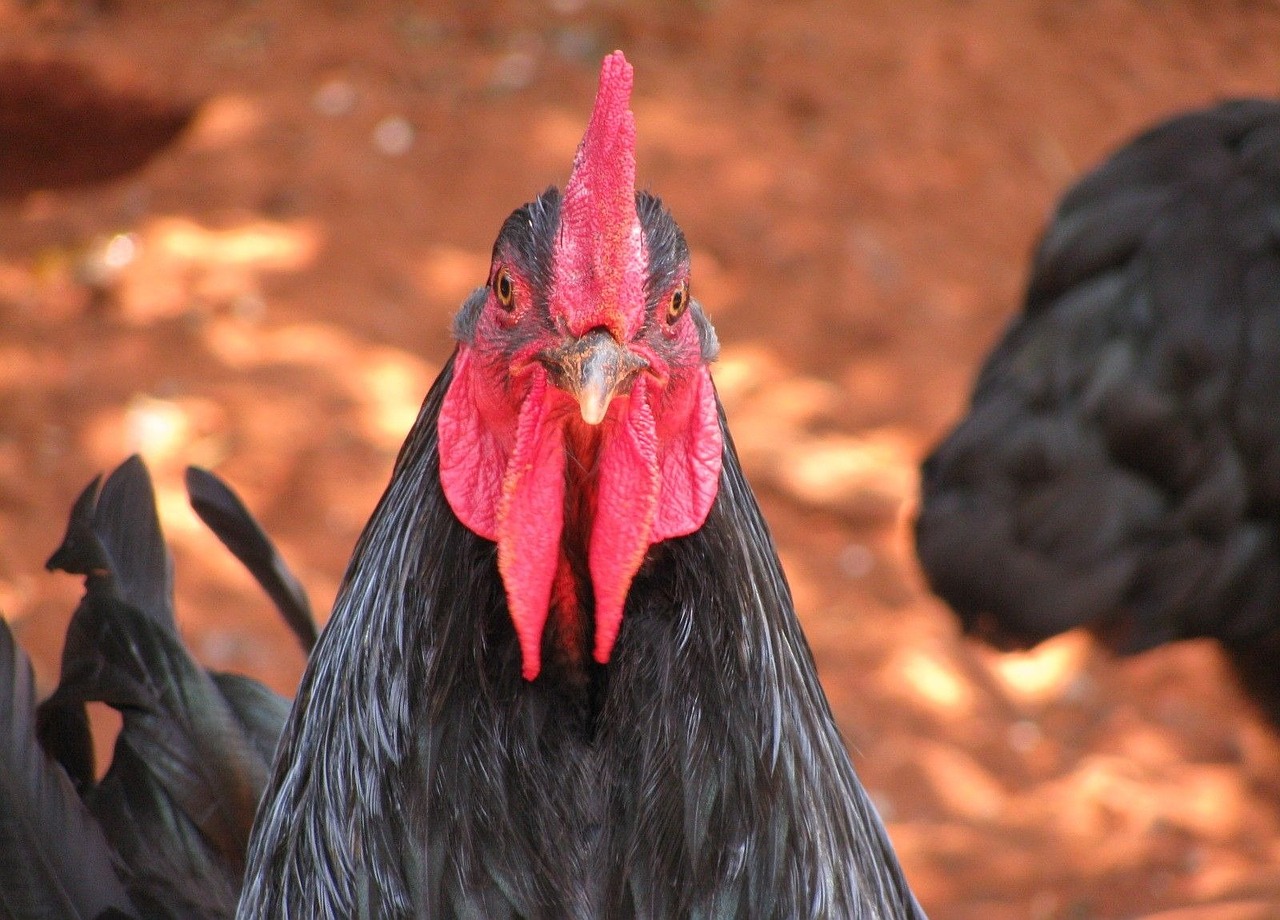 rooster black cock free photo