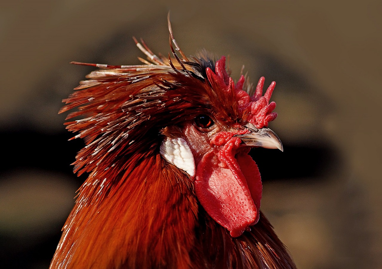 rooster bird male free photo