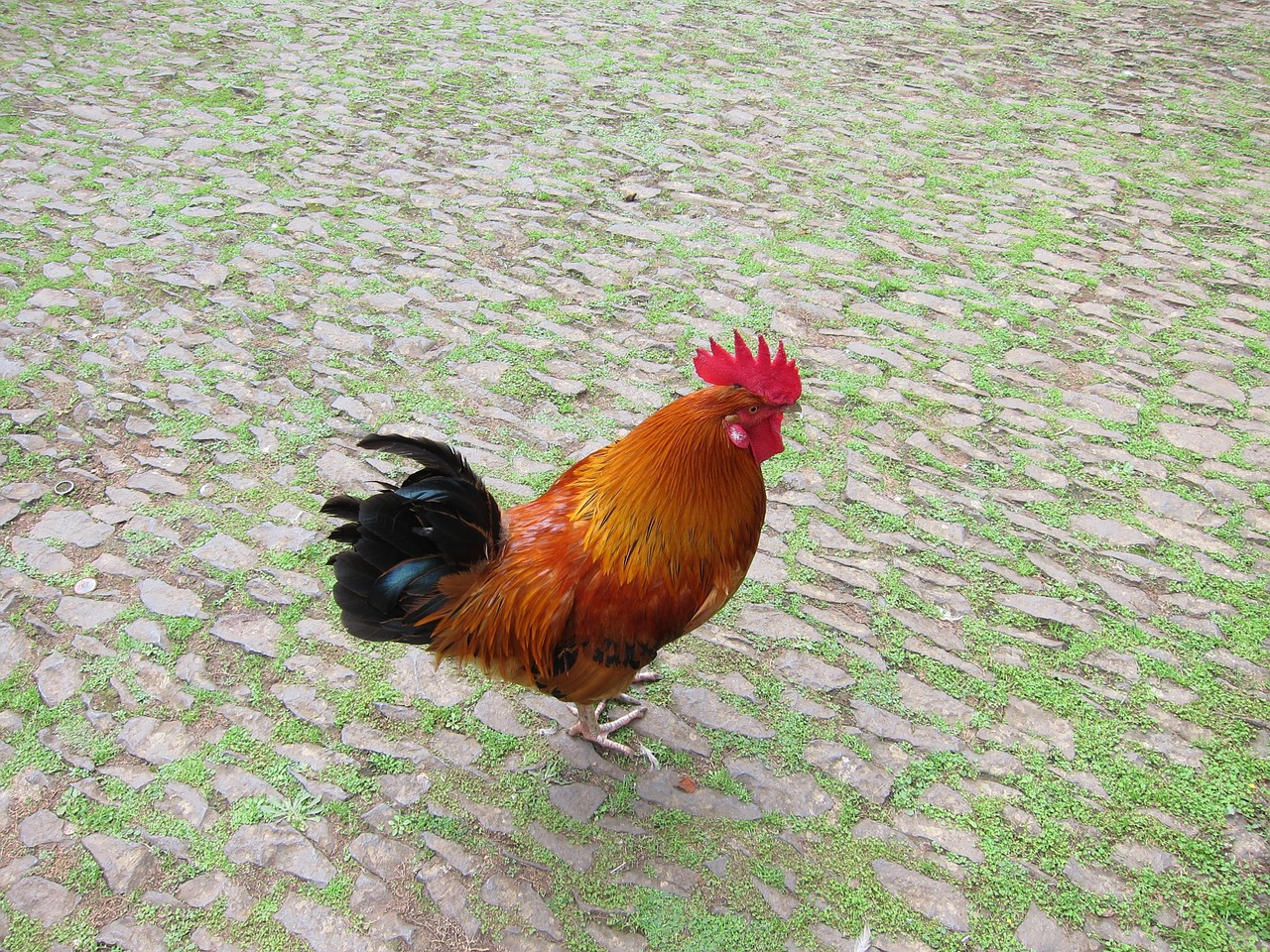 rooster bird farm free photo