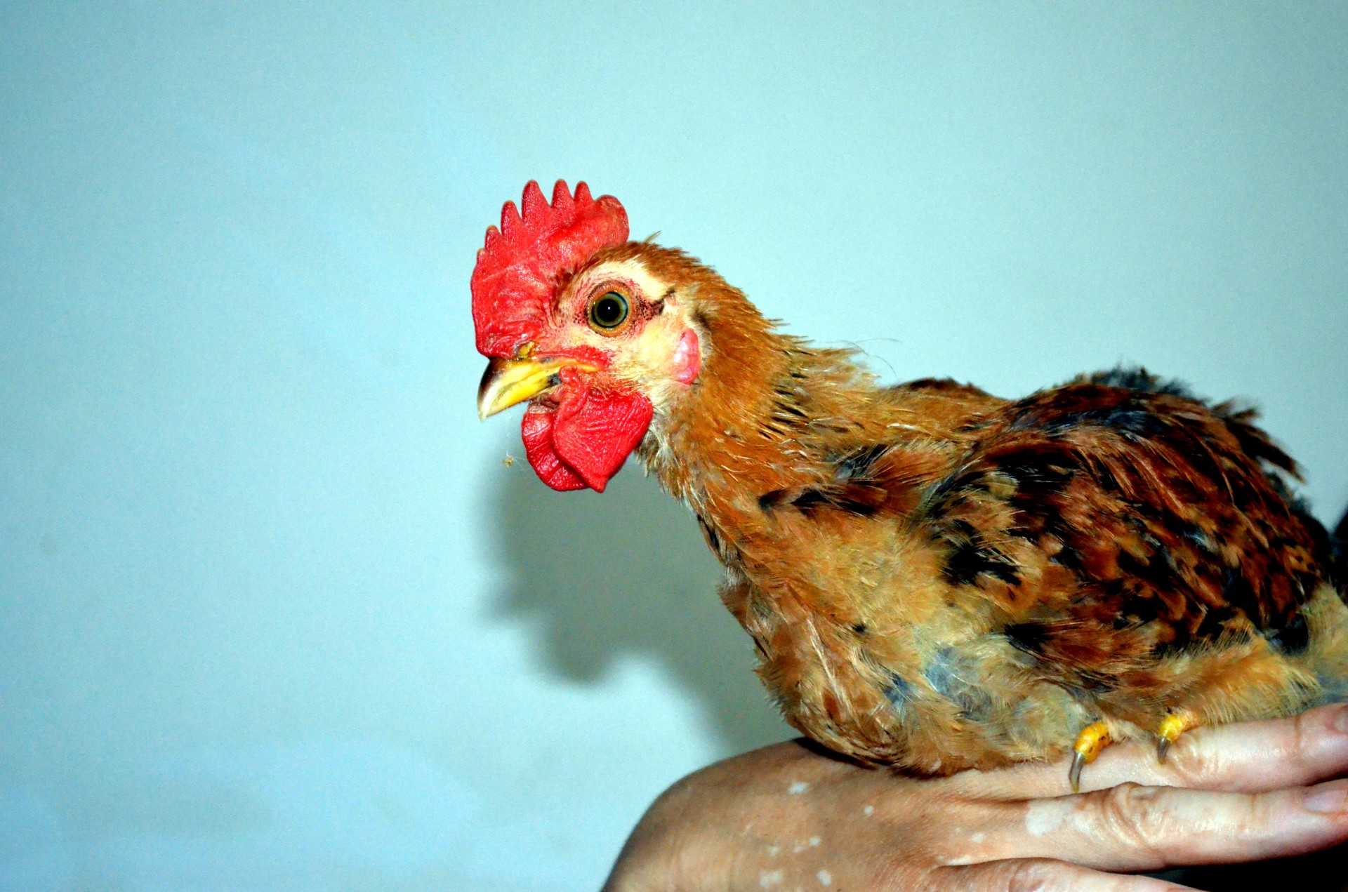 animals chicken rooster free photo