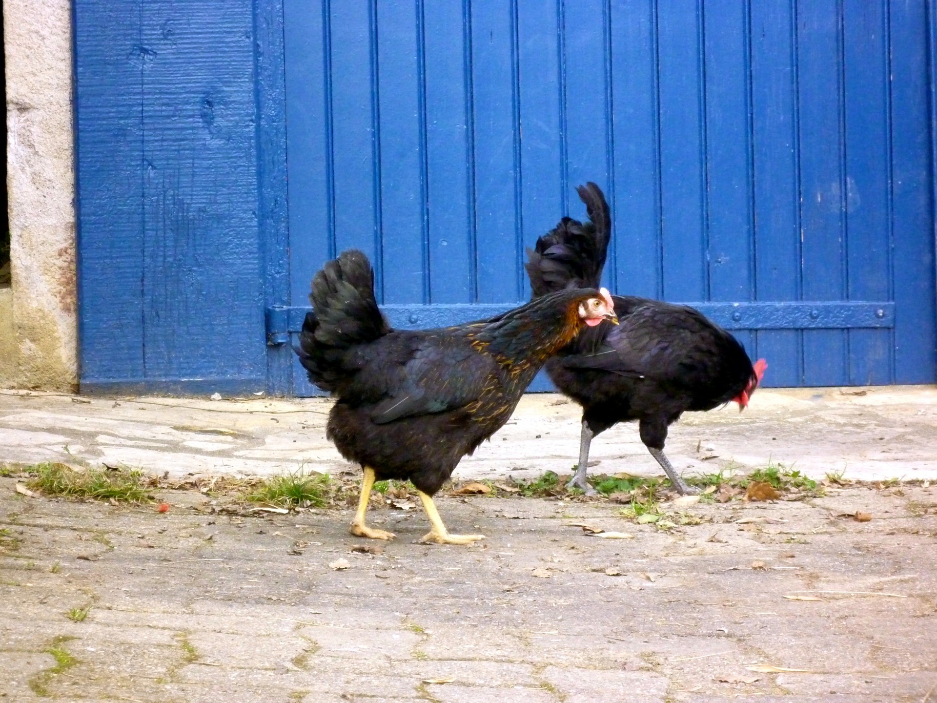 french rooster dark feathers hen free photo