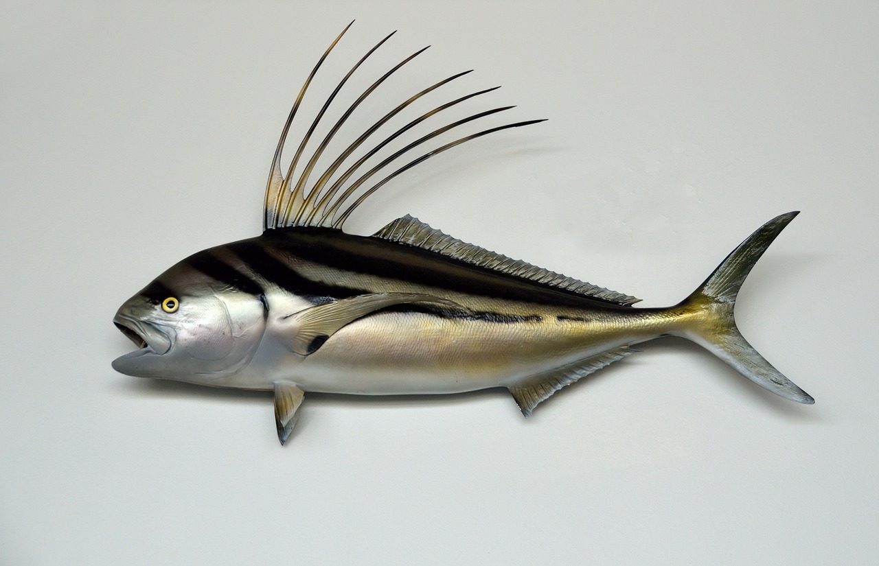 rooster fish mounted taxidermy free photo