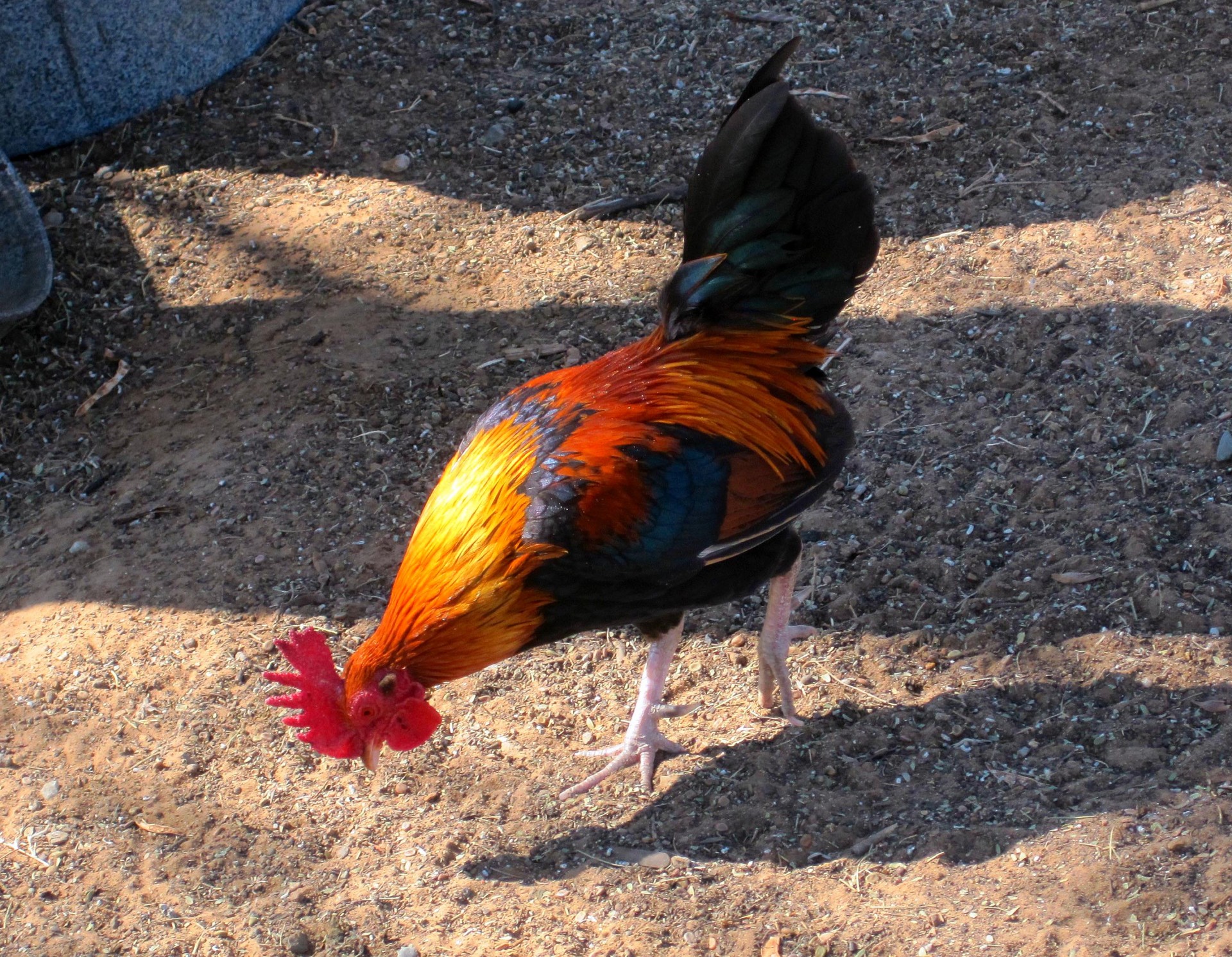 chicken cock rooster free photo