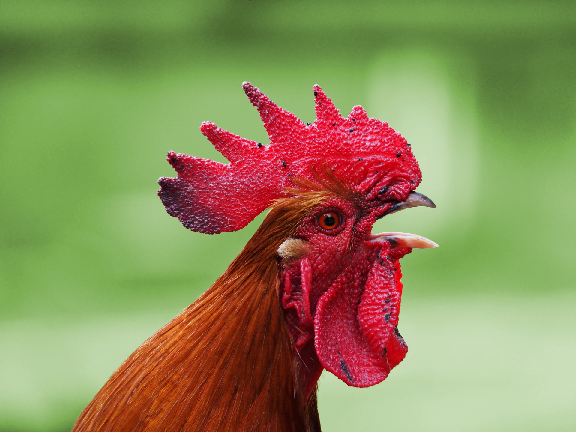 rooster chicken hen free photo