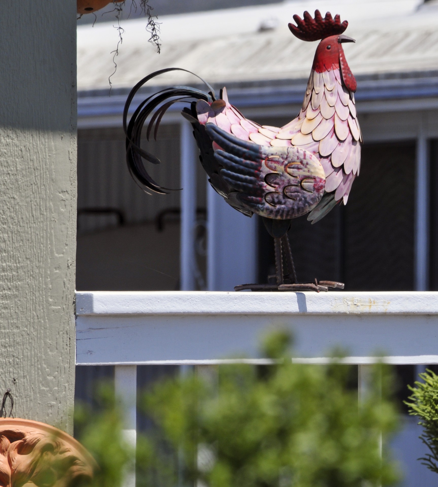 rooster fowl decoration free photo