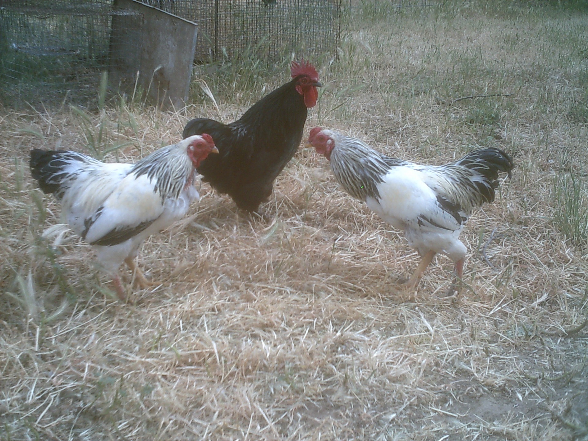 chickens roosters birds free photo