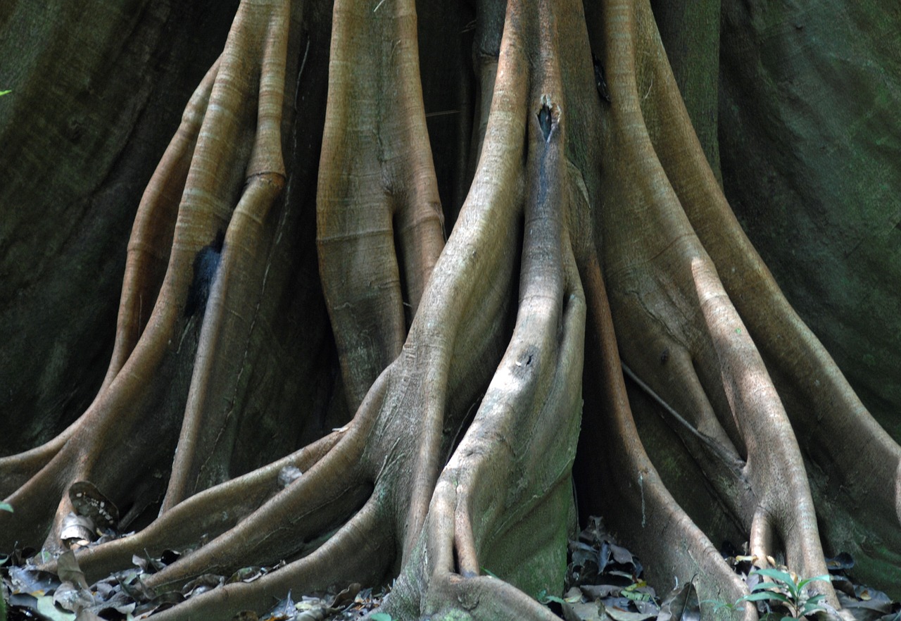 root tree log free photo