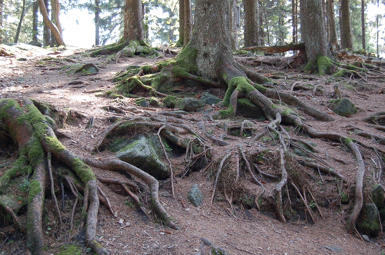 root trees wood free photo