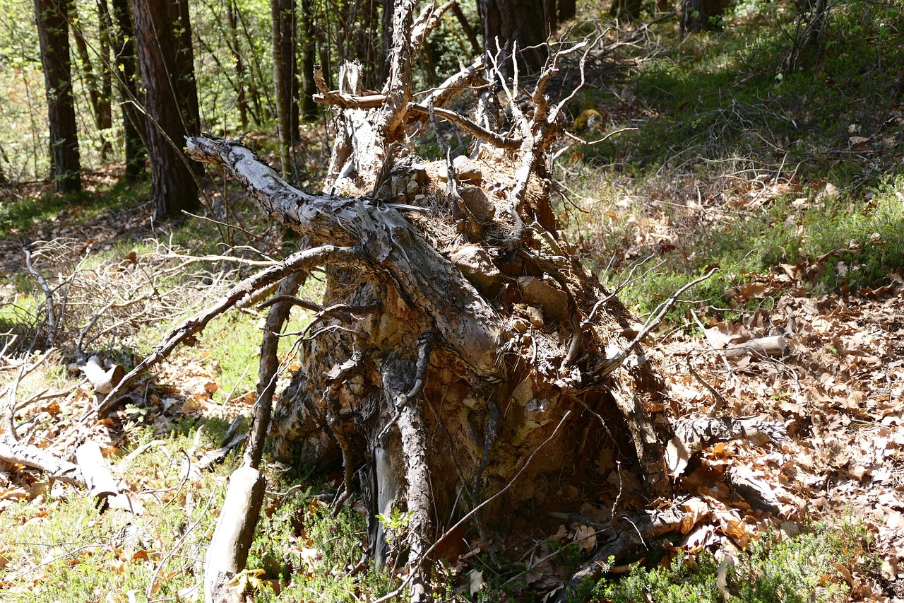 root tree tree root free photo