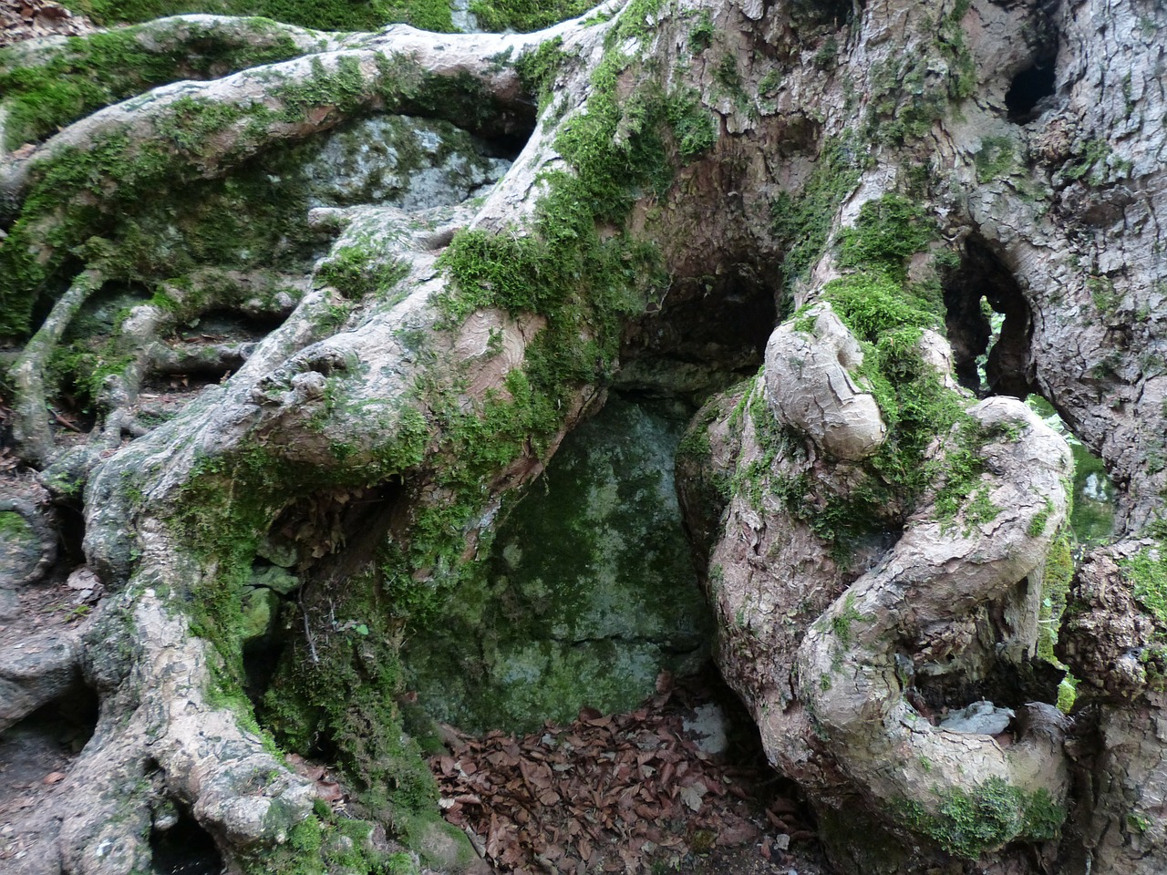root gnarled overgrown free photo