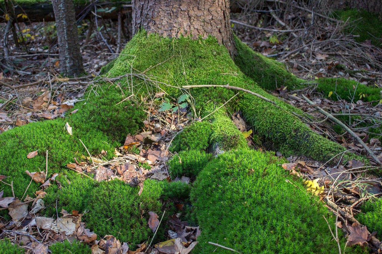 root tribe moss free photo