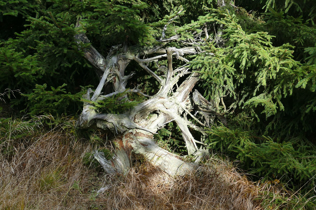 root nature forest free photo