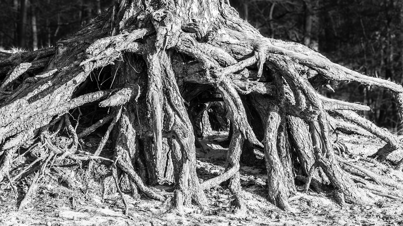 root tree root system free photo