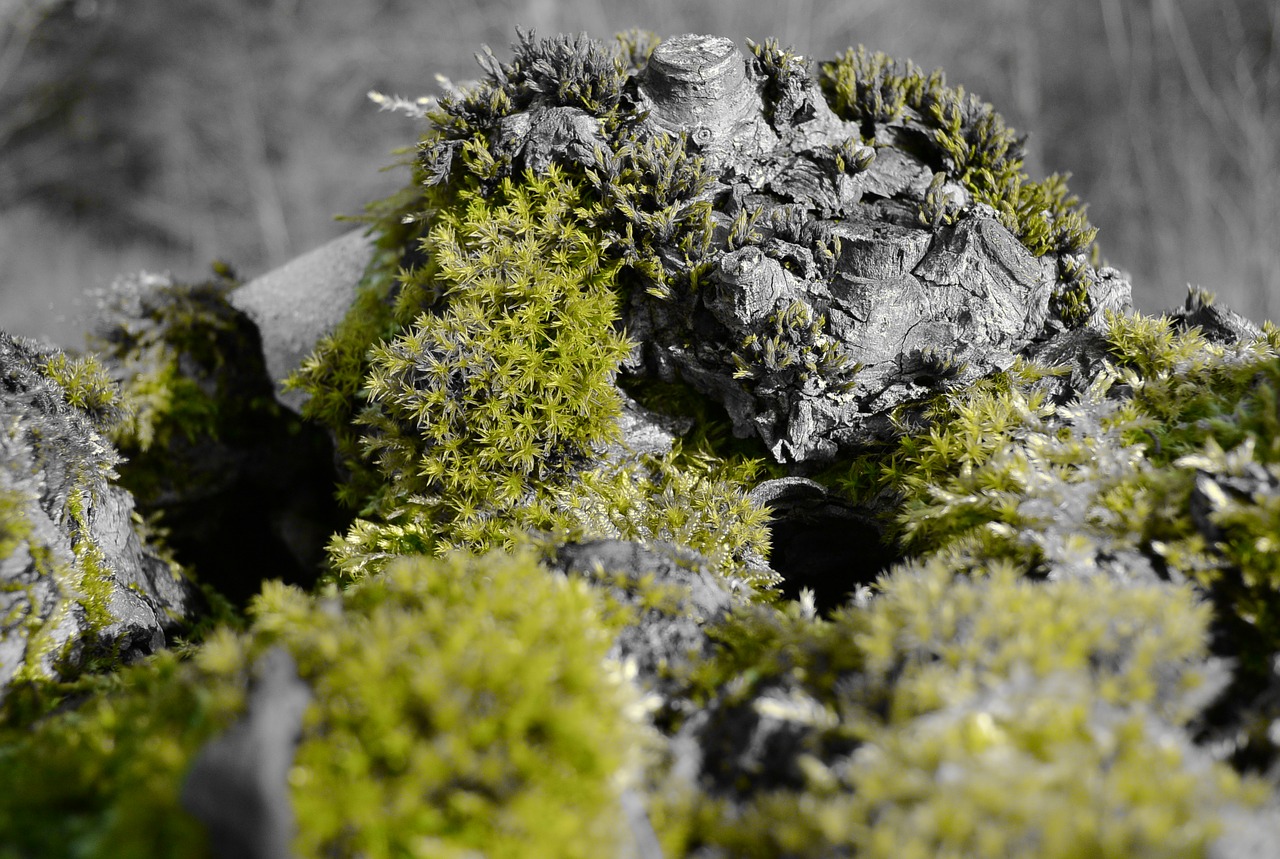 root nature moss free photo