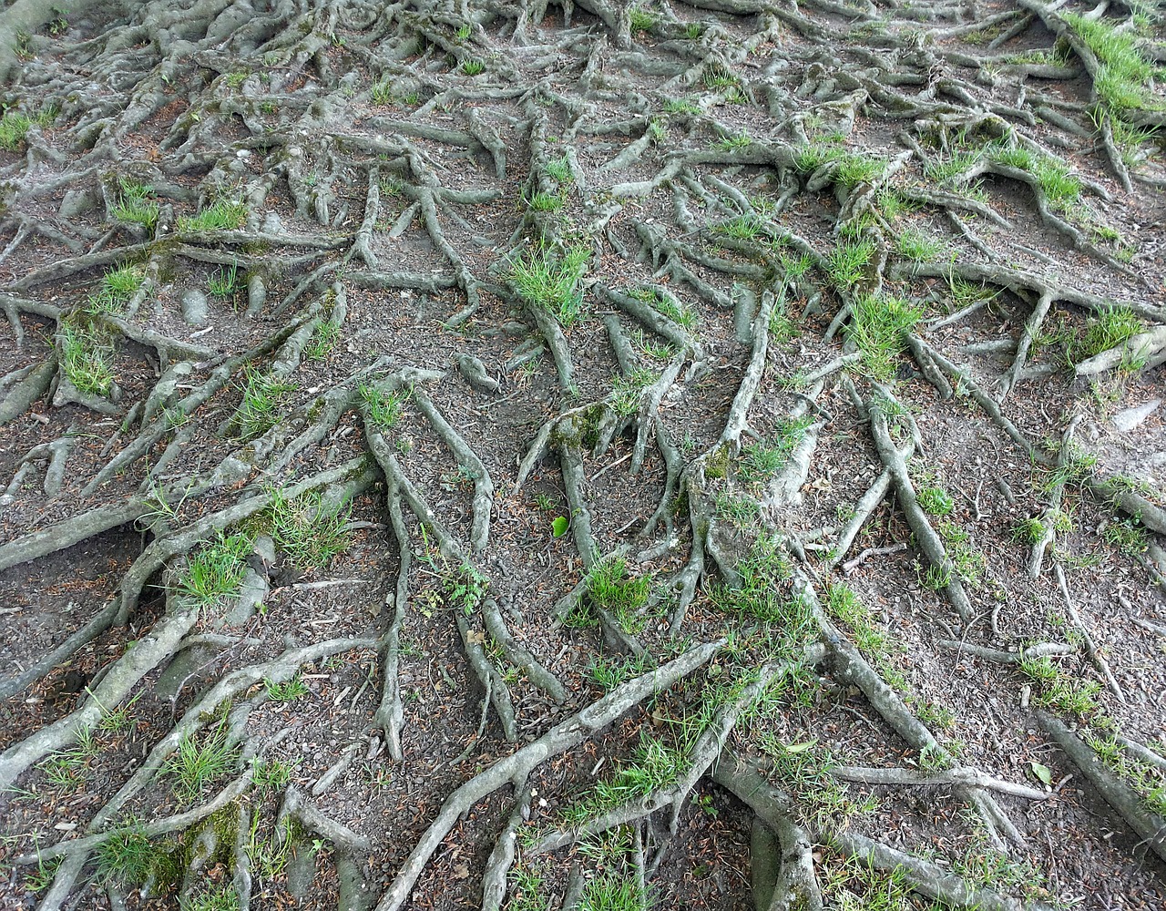 root overgrown tree free photo