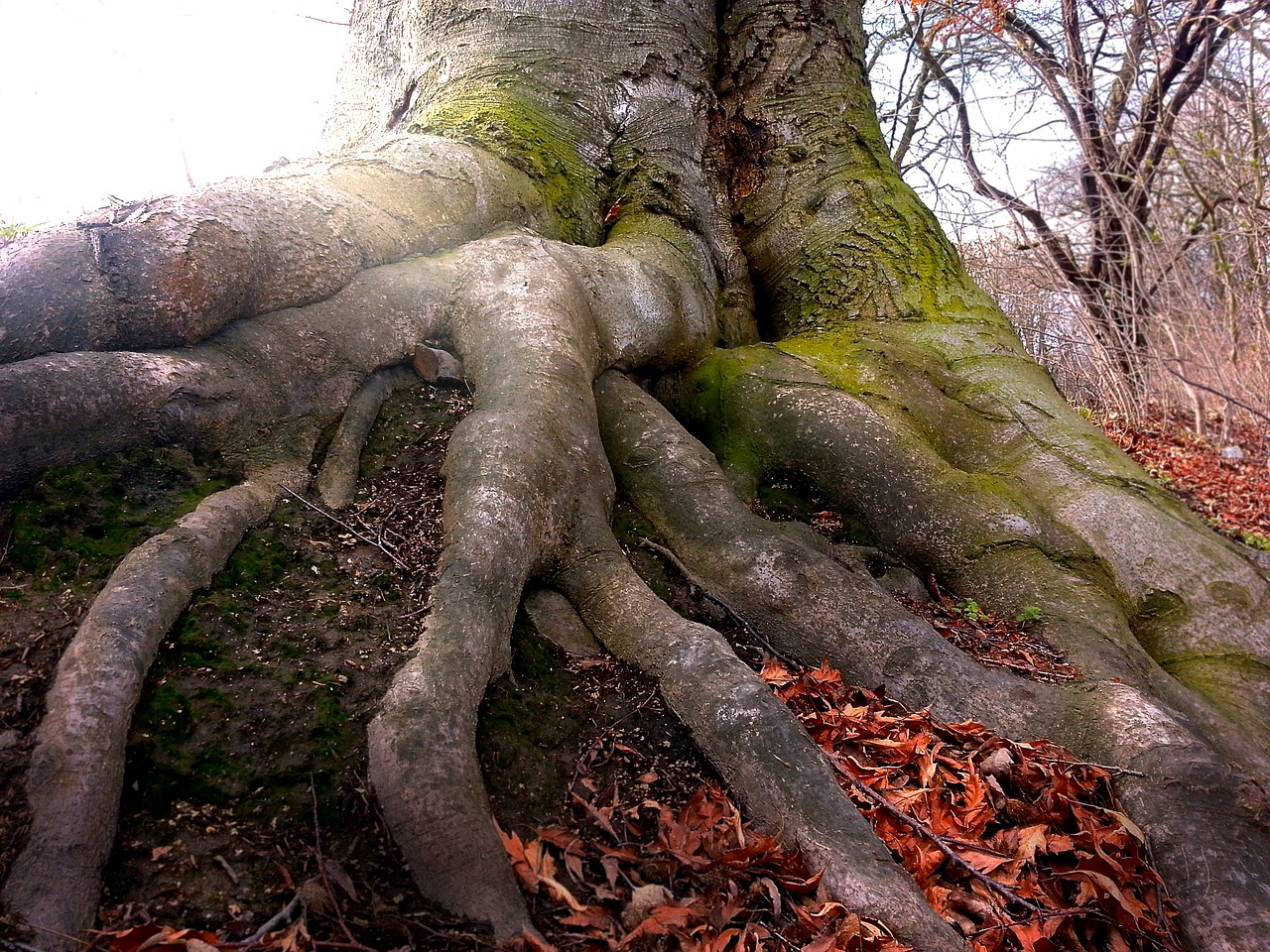root tree nature free photo