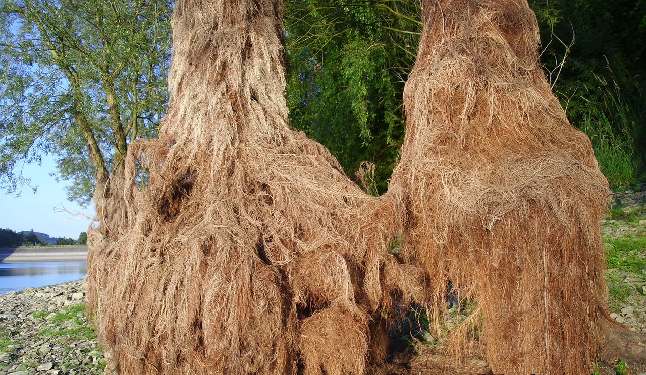root tree nature free photo