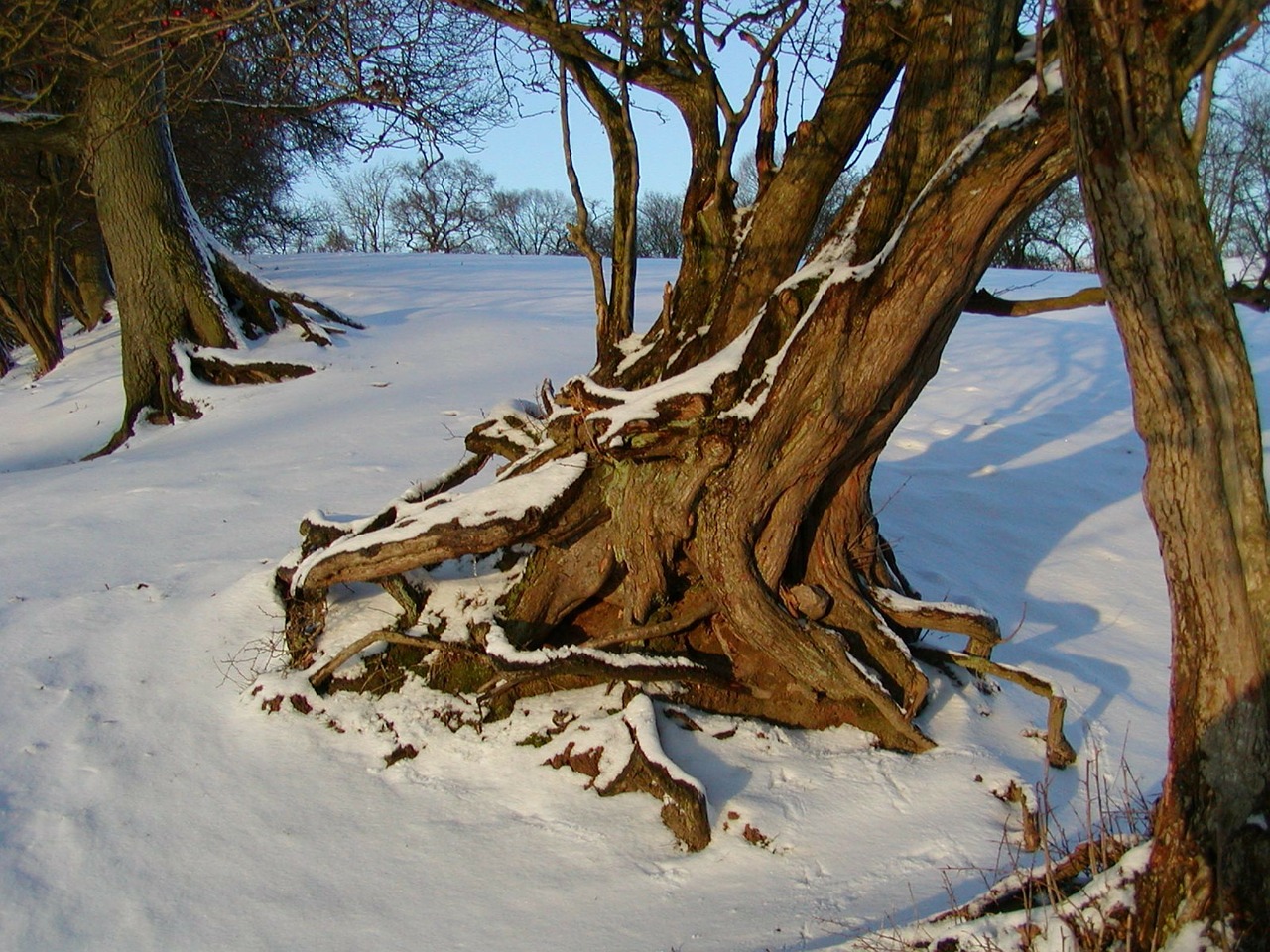 root rooted winter free photo