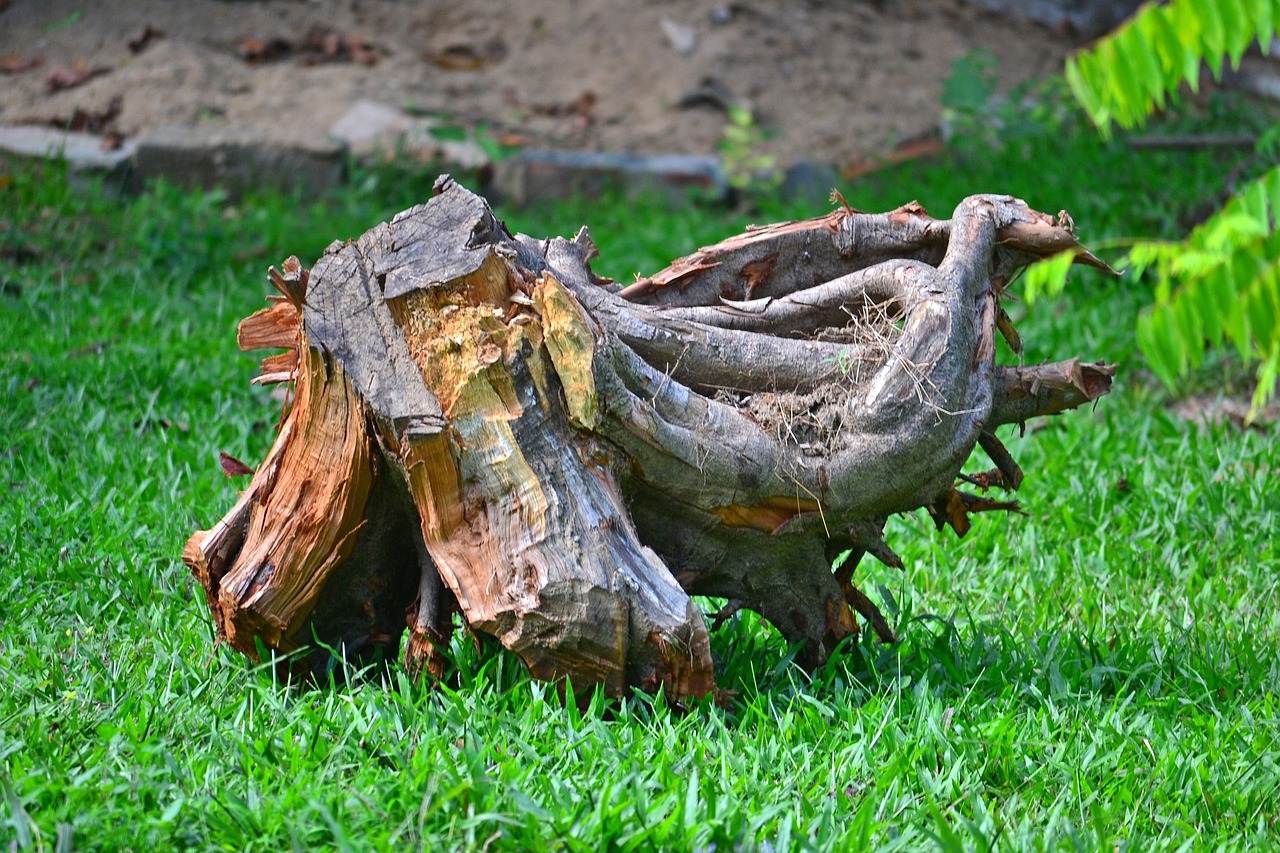 root log wooden log free photo