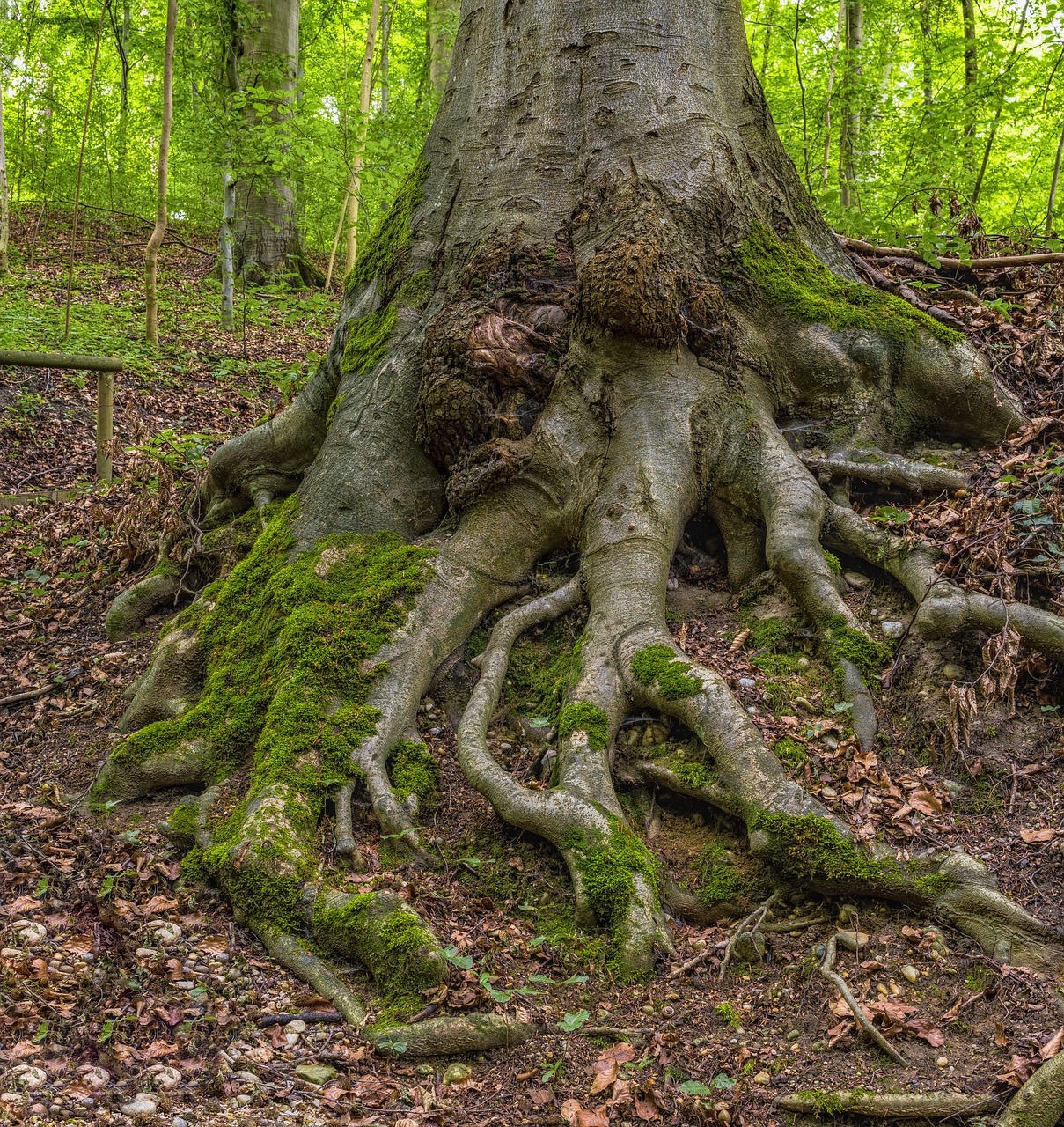 root tree forest free photo