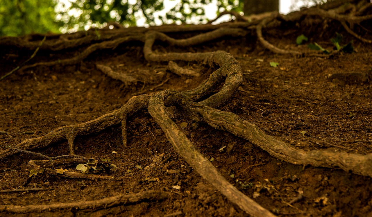 root tree rooted free photo