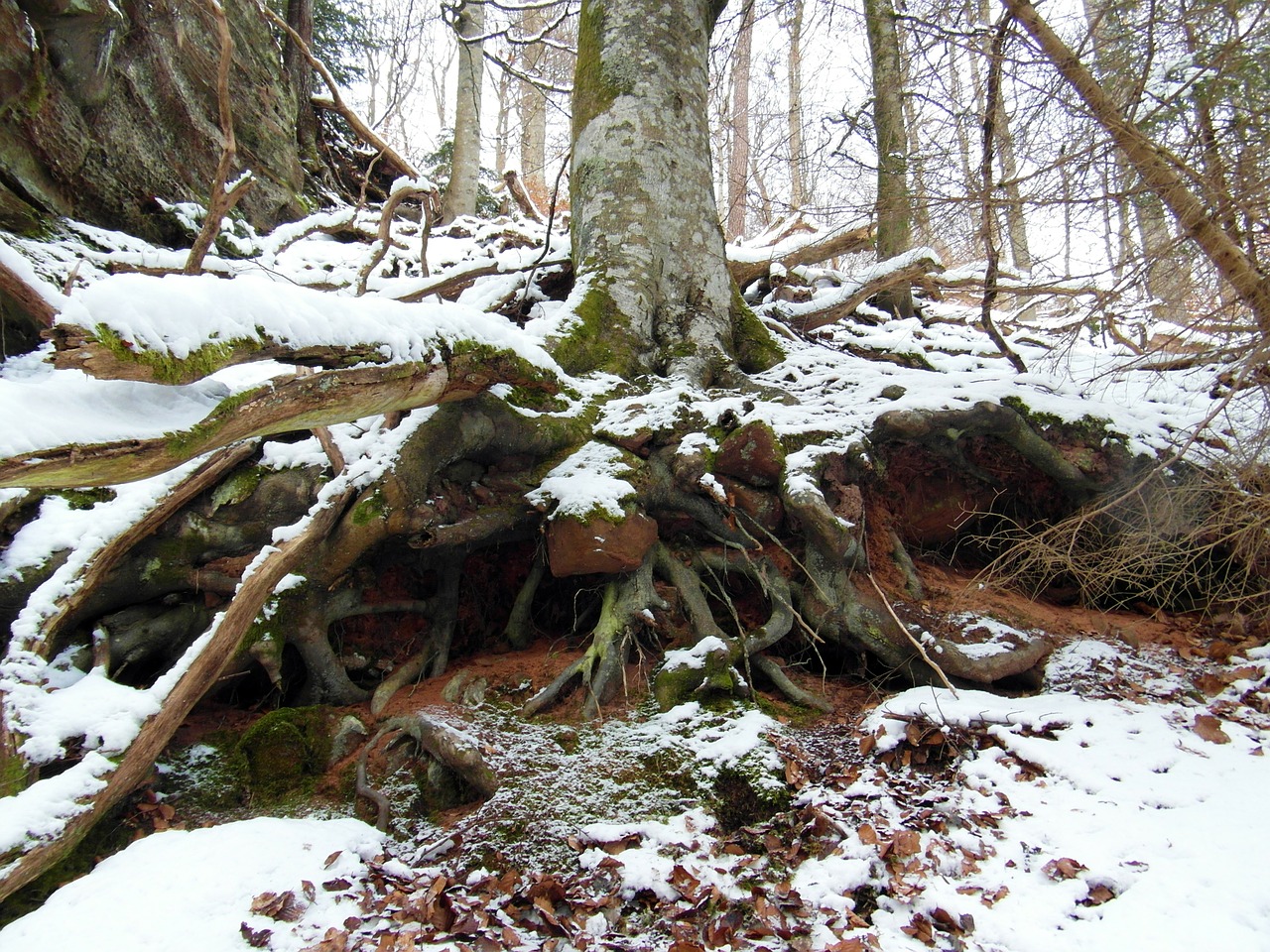 root winter snow free photo