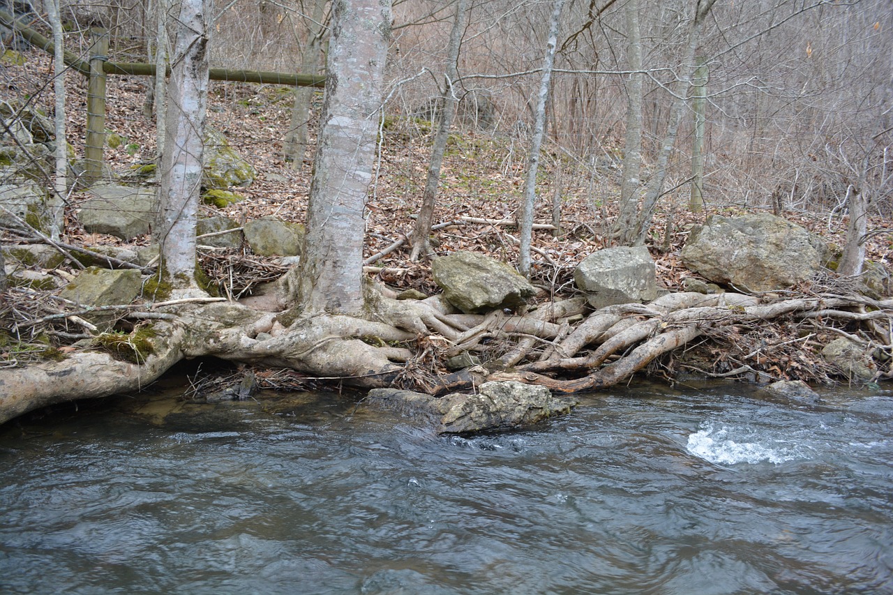 root stream tree free photo