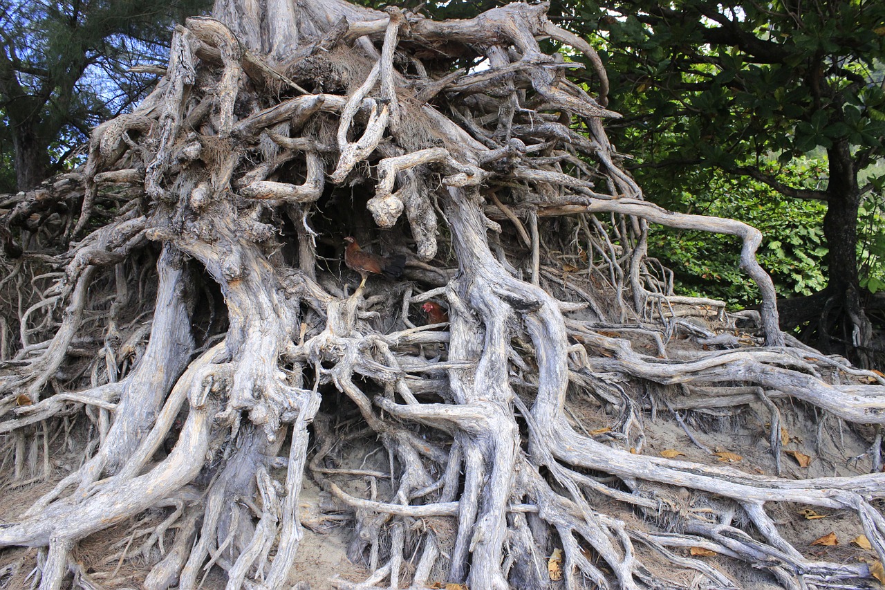 root tree environment free photo