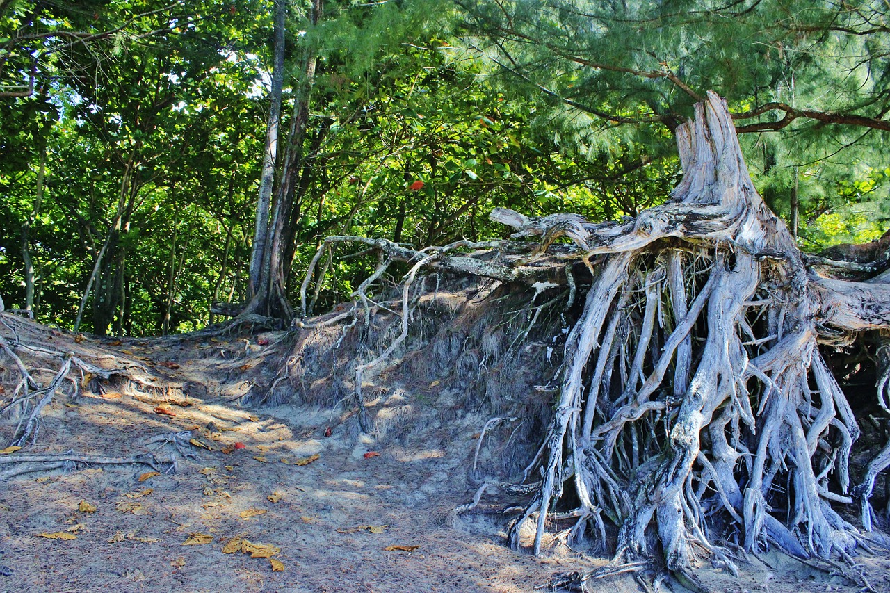 root tree root hanalei free photo