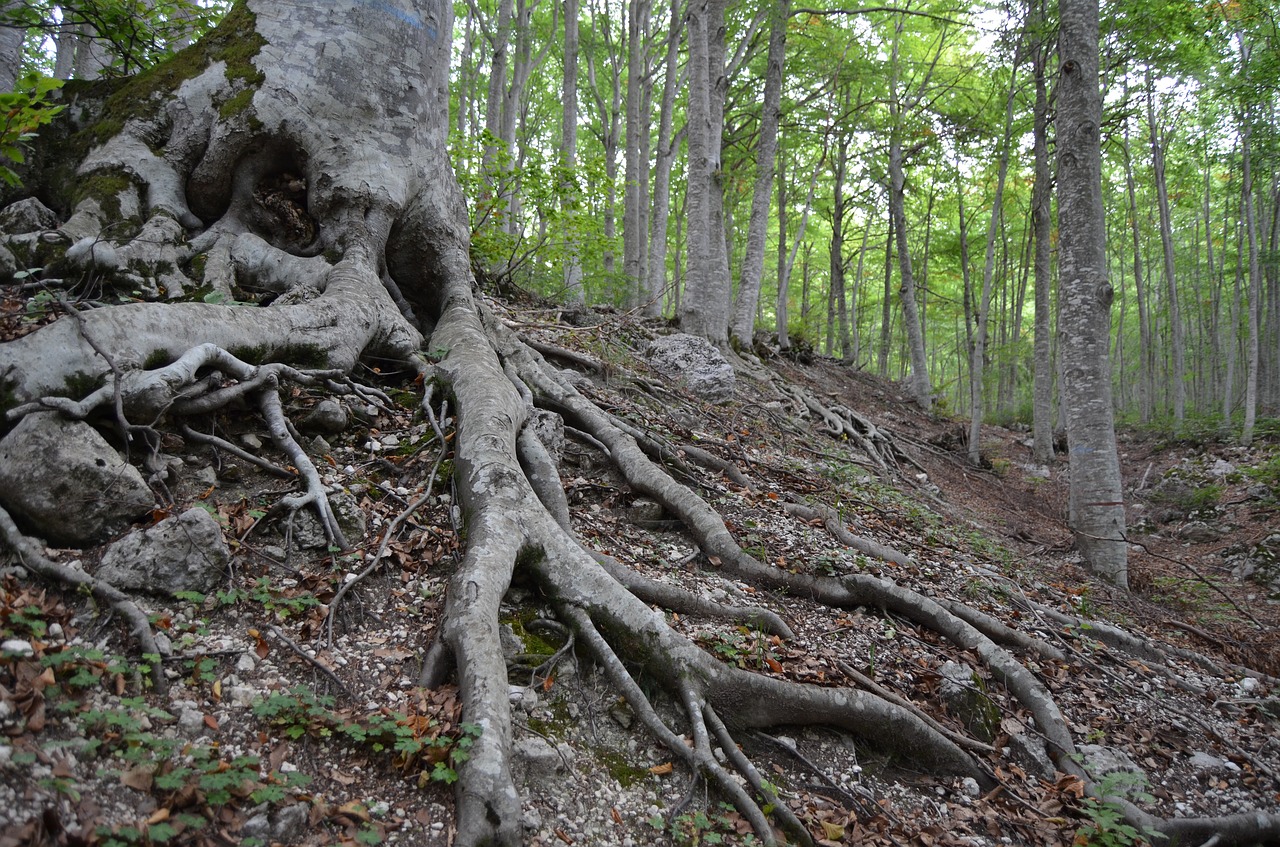 Какой корень лесов. Дерево бук с корнями. Буковый лес корни. Дисковидные корни бука. Корни деревьев в лесу.