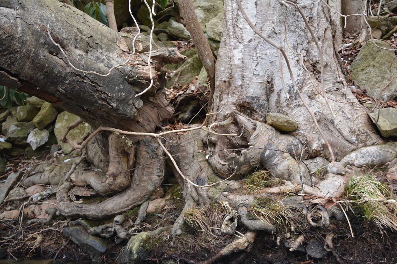 root gnarly tree roots free photo