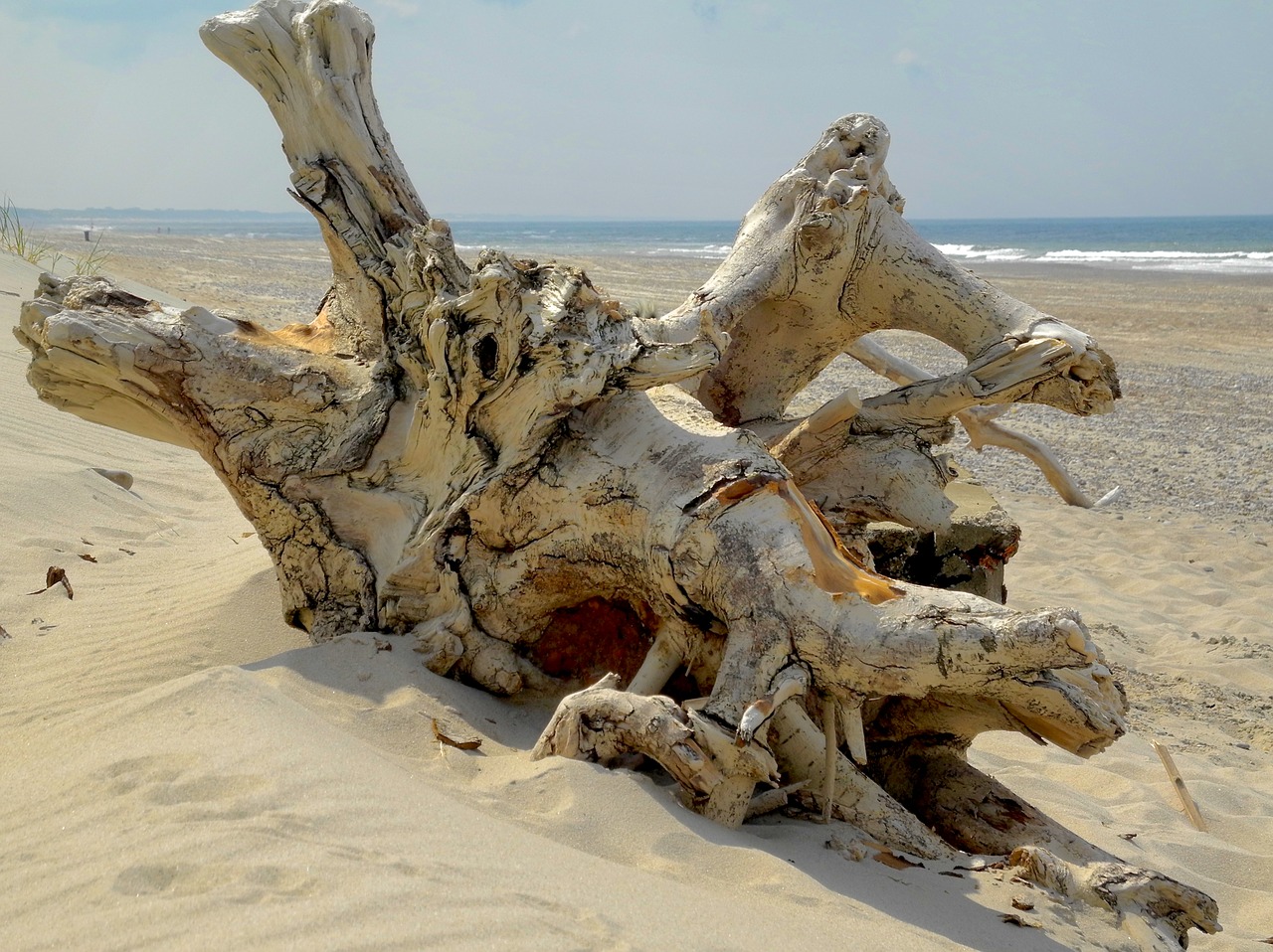 root drift wood beach free photo