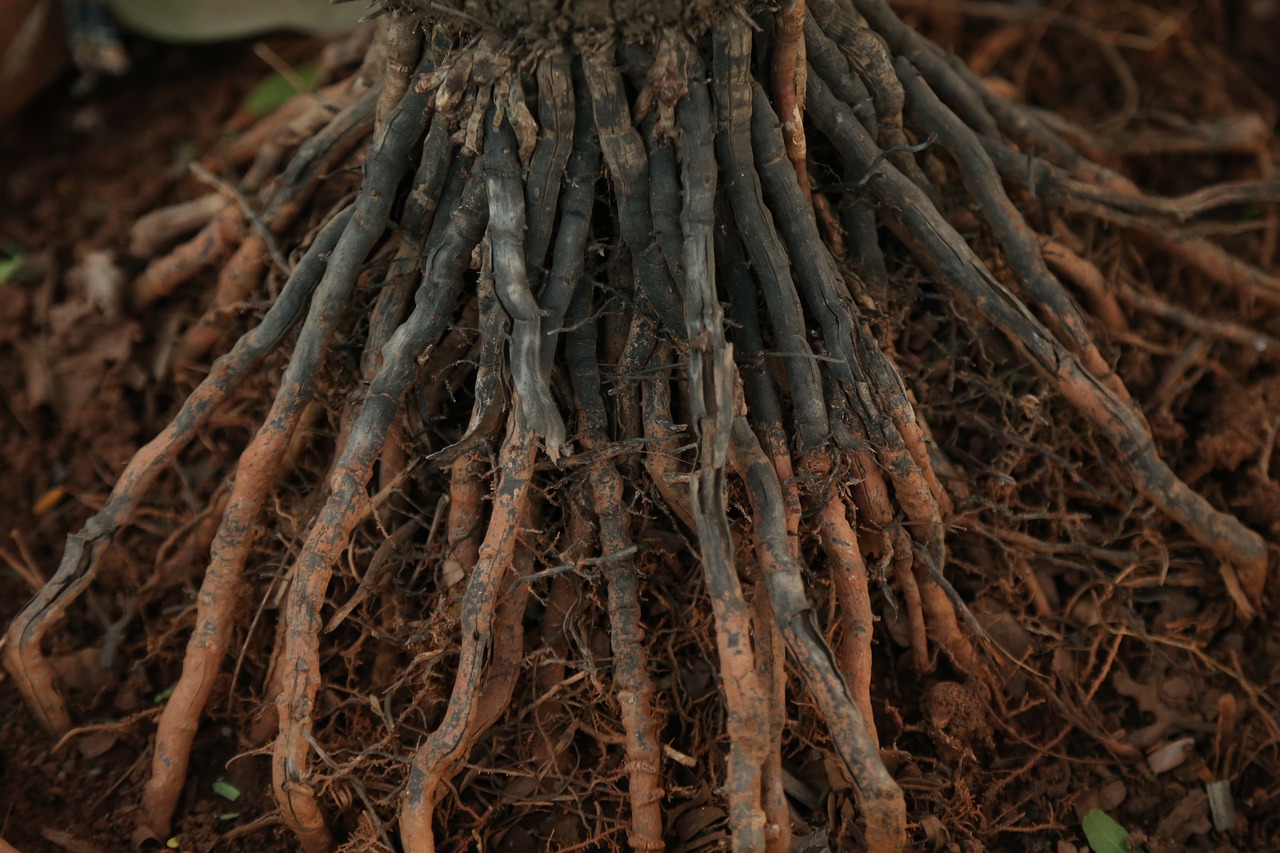 root nature tree free photo