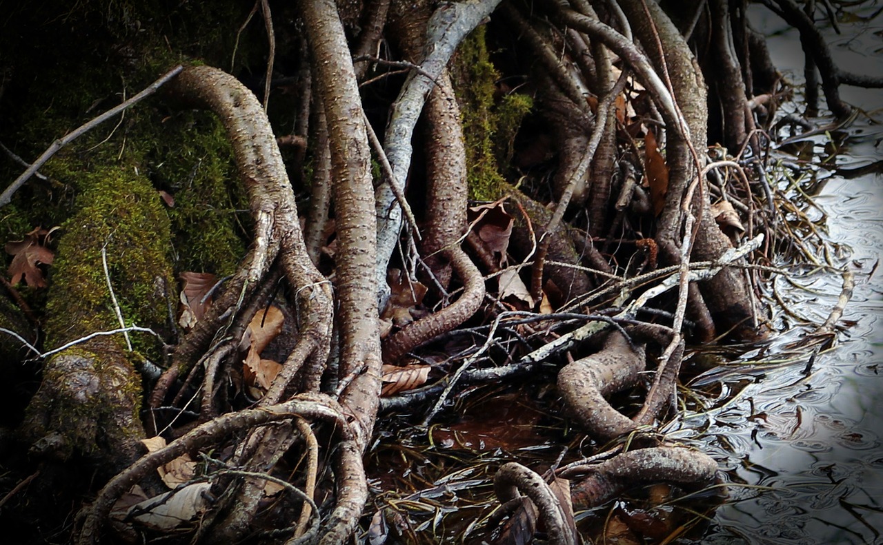 root overgrown devoured free photo