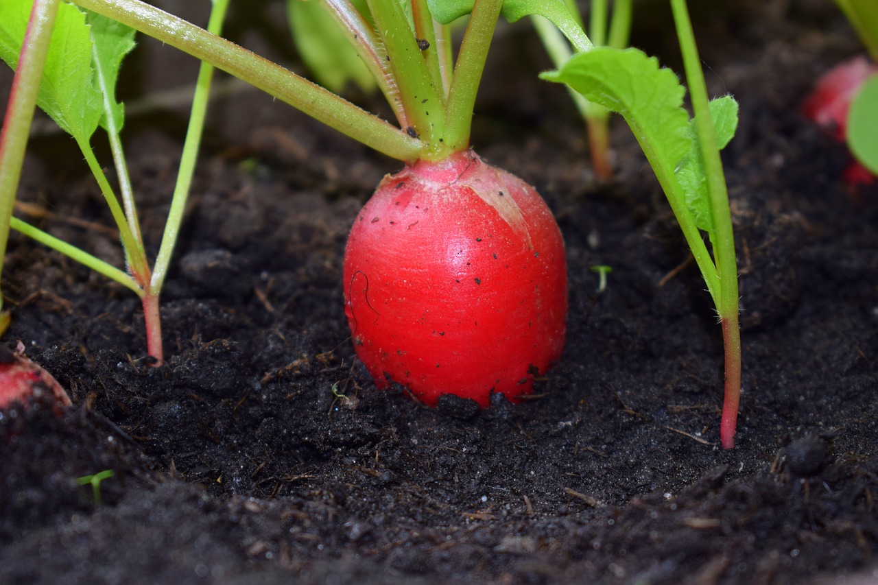 root  earth  agriculture free photo