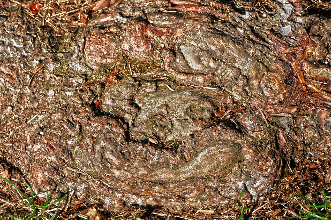 root  wood  structure free photo