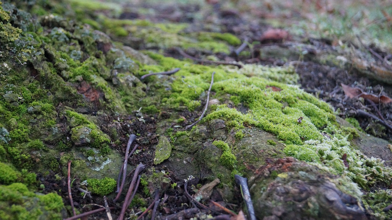root  tree  moss free photo